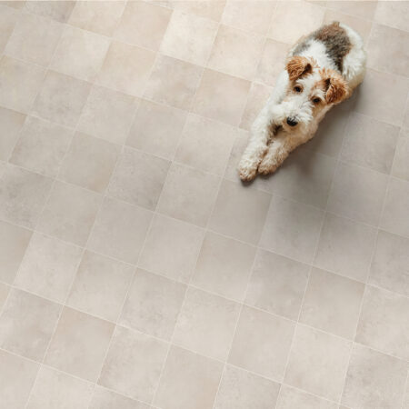 Shaggy Dog at Home on Carpet Top View Aurore sable - B0181